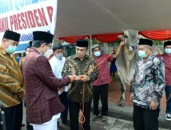 Pj Gubernur DKI Salurkan Ratusan Sapi Kurban Idul Adha 2024