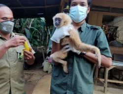 Warga Labusel Aniaya Monyet hingga Mati karena Rusak Jok Motor, Ini Tanggapan BKSDA Sumut