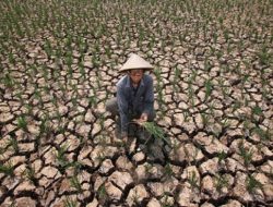 Normalisasi Bikin Irigasi Kekeringan, Petani di Atam Terancam Gagal Panen